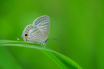 Jamides celeno on green leaf