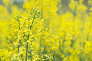 Obraz premium Beautiful yellow Canola flower with soft background