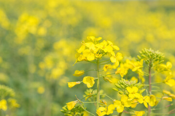 Fototapeta premium Beautiful yellow Canola flower with soft background