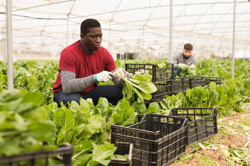 Confident African-American farmer working in greenhouse, harvesting organic Swiss chard