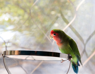 Cute rosy-faced lovebird (Agapornis roseicollis) sits on the mirror and looks at himself