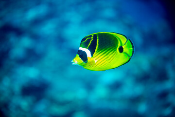 Fototapeta na wymiar 美しい魚　久米島　沖縄　熱帯魚　サンゴ　