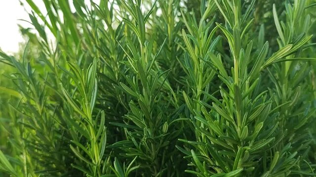 Close up view of a Rosemary plant herb (Rosmarinus Officinalis) in a garden