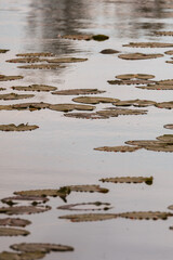 lily pads floating on the surface a pond