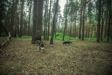 Naklejka na ściany i meble a Siberian husky dog walks in the forest
