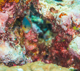 サンゴ　沖縄　魚　スズメダイ