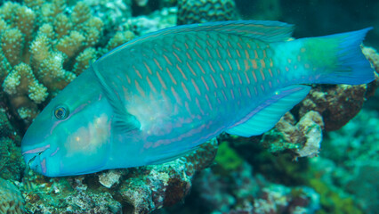 美しい魚　久米島　沖縄　ブダイ　サンゴ　イラブチャー