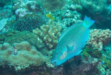 美しい魚　久米島　沖縄　ブダイ　サンゴ　