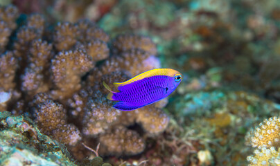 久米島　旅行　沖縄　海　サンゴ　魚　セナキルリスズメダイ 