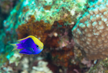 セナキルリスズメダイ　 久米島　旅行　沖縄　海　サンゴ　魚　