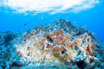 Naklejka na ściany i meble 久米島　青　イマズニ　 沖縄　旅行 観光　海　魚　ダイビング　珊瑚