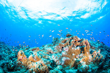 久米島　イマズニ　 沖縄　旅行  観光　海　魚　ダイビング　珊瑚