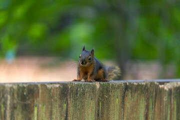 baby gray squirrel on a wooden fence