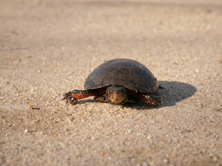 turtle on the sand, terrapene sp. Dover, Delaware, US. 