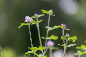 healthy clover plant with many pink blooms