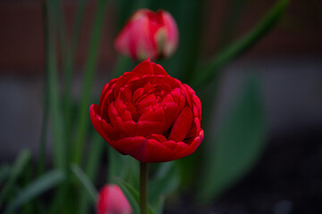 red tulip
