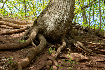 roots of a tree