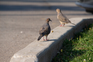 bird on the curb