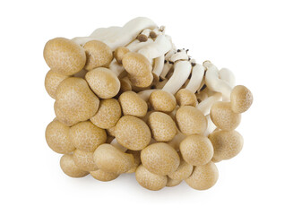 Fototapeta na wymiar Raw mushrooms Agrocybe aegerita or Yanagi Mutsutake isolated on white background.