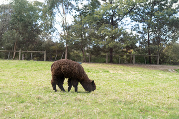 llama or alpaca eating in a field