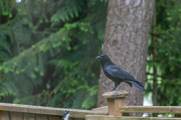 shiny black crow on post of wooden fence