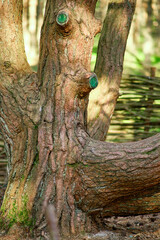 Dancing forest on the Curonian Spit of the Kaliningrad region.