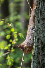 Squirrel eats a nut while sitting upside down on a tree trunk