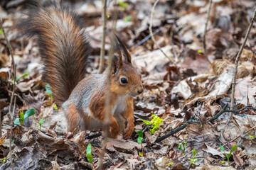 Naklejka na ściany i meble Squirrel in autumn or spring hides nuts on the green grass with fallen yellow leaves