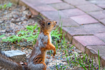 Naklejka na ściany i meble The squirrel stands on its hind legs on the footpath in the park.