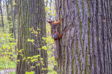 The squirrel sits on a tree trunk in the spring. Eurasian red squirrel