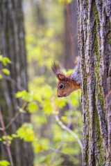 Portrait of a squirrel on a tree trunk
