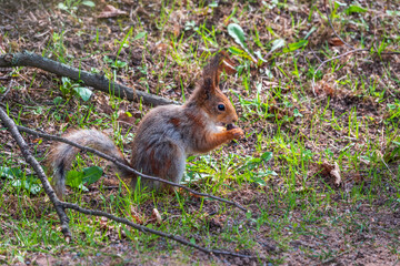 Naklejka na ściany i meble Squirrel eats nuts on fallen leaves with green grass in autumn or spring.