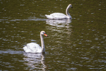 Two graceful white swans swim in the dark water.
