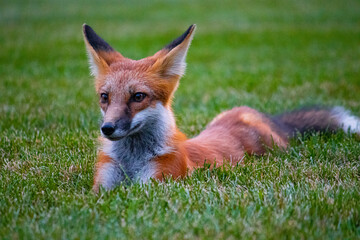 red fox in the grass