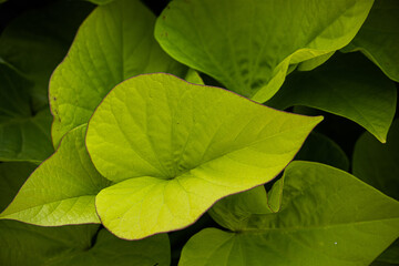 close up of green leaf