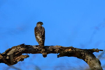 Falcon Perched In Tree-9778