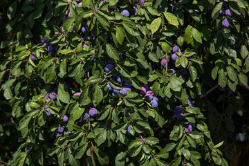 Fototapeta na wymiar Ripe plum fruits on the branches among the foliage.