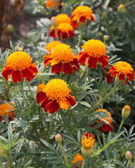 Marigold flowers also known as tagetes close – up view