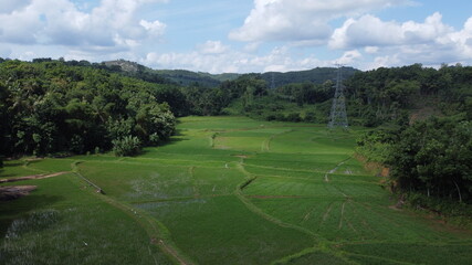 Fototapeta na wymiar drone shot of green paddy fields