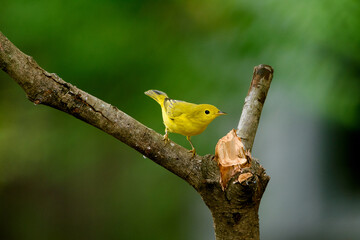 Yellow Warbler Perched On Limb-2498