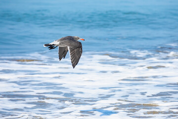 Seagull in Flight