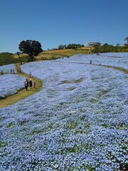 公園、ネモフィラ、風景, 自然, 木, 空, 川, 草, 水, 野原, サマータイム, 森, 木, いなか, ルーラル, とぶ, 湖, 道, 公園, 雲, 国, 牧草地, 木, 旅行, アウトドア, 農学
