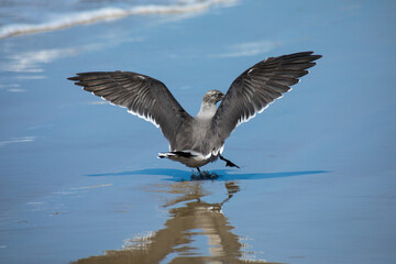 Seagull Landing on the Beach