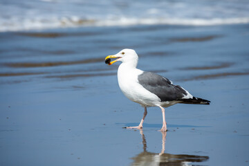 Fototapeta na wymiar Seagull With Muscle