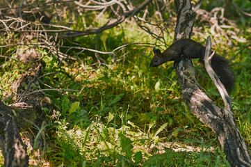 A black squirrel on a branch prepares to jump, surrounded by greenery and branches, lichens and mosses. Sunny day in a shady forest. Selective focus.