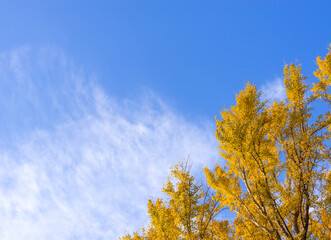 Fototapeta na wymiar 秋の空、秋の木々。