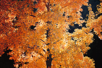 秋に色ずく楓の巨樹