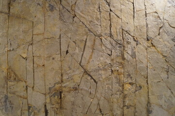 Close-up museum exhibit - ancient fossils (fish skeleton) in stone