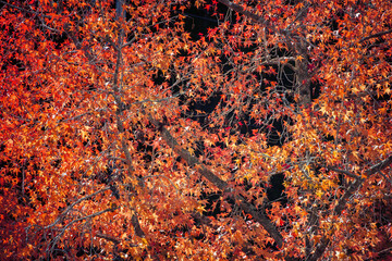秋に色ずく楓の巨樹