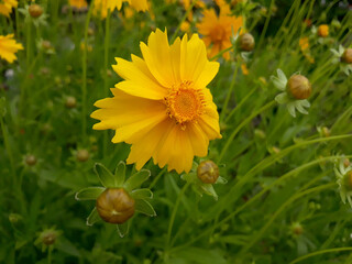 Golden-Wave flower on nature background